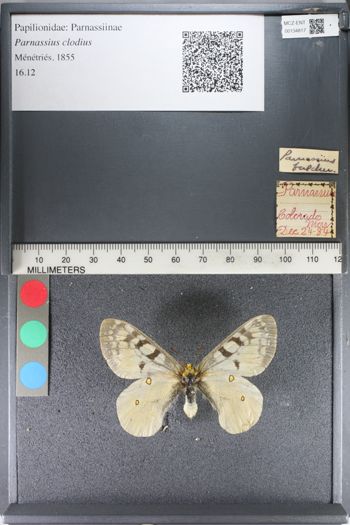 Media type: image;   Entomology 134817
